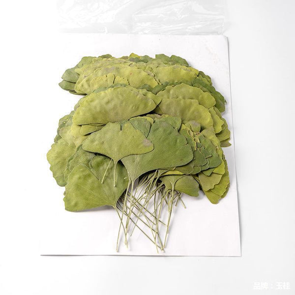 Natural Dried Gingko Biloba Tea Dry Green Gingko Healthy Herbal Gingko Tea 500g