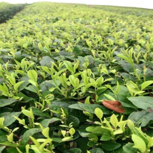 Rizhao Green Tea New Tea Green Tea Three-Level Tea Big Leaf Tea High Fragrance
