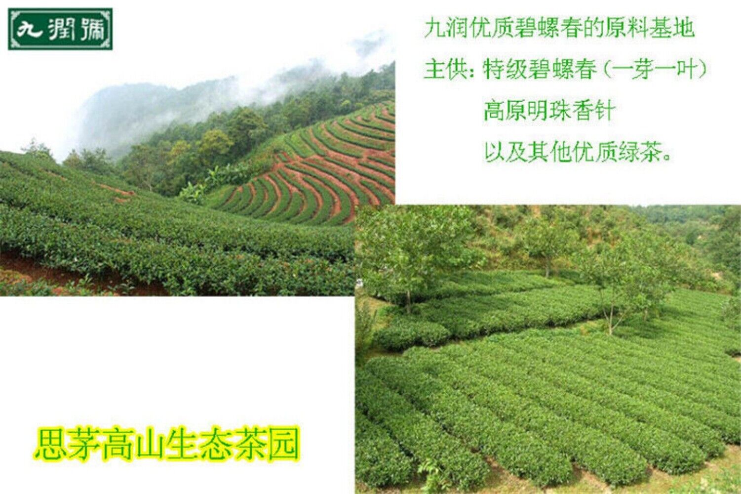 Chinese Biluochun Green Tea 100g Top Grade Healthy