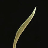 Hua Xiang Bai Hao Yin Needle Bai Cha Ya Tou Chun Cha Tou Cai Xin Cha 100g