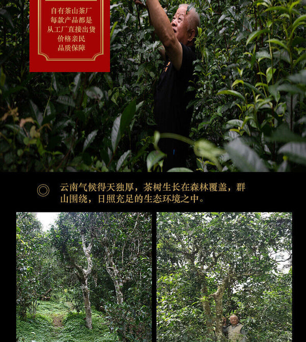 200g Tianxiang BrownMountain Ripe Cake Yunnan Menghai Pu'er Seven Hand Torn Cake