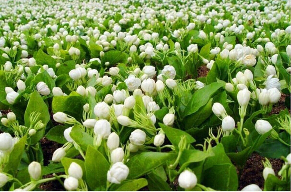 New Good Tea Colitas Tea Superior Jasminetea Jasmine Dragon Pearl 150g