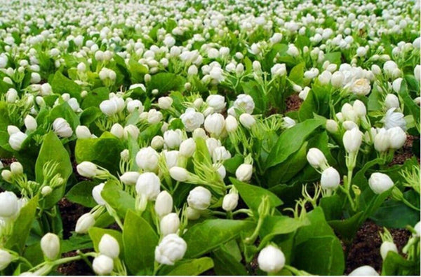 New Good Tea Colitas Tea Superior Jasminetea Jasmine Dragon Pearl 150g