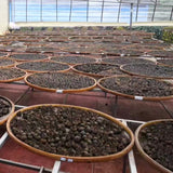 500g Black Tea Xinhui Small Green Oranges Tangerine Peel Pu'er Cooked Tea