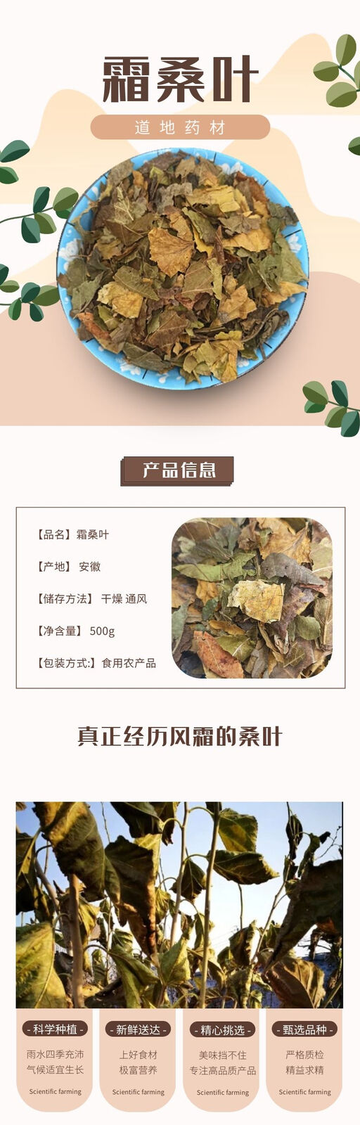Frosted Mulberry Leaves Tea After Frost Freeze Dried Mulberry Leaves 500g/1.1lb