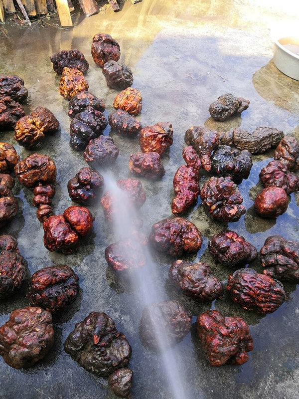 Jiu Zheng Jiu Shai Wild Dried Tuber Fleeceflower Root, Radix Polygoni Multiflori