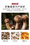 Yunnan Snow Mountain Matsutake Slices - Dried Wild Mushrooms, Bulk
