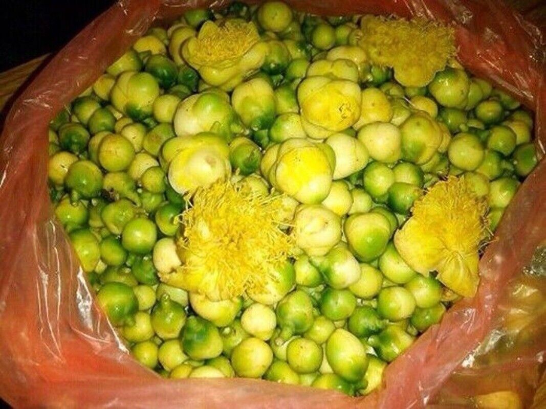 High Quality Dried Golden Camellia Golden Camellia Bloom Tea Flower Tea 500g