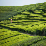 50g Anxi Tie Guan Yin Oolong Tea - A Healthy Choice