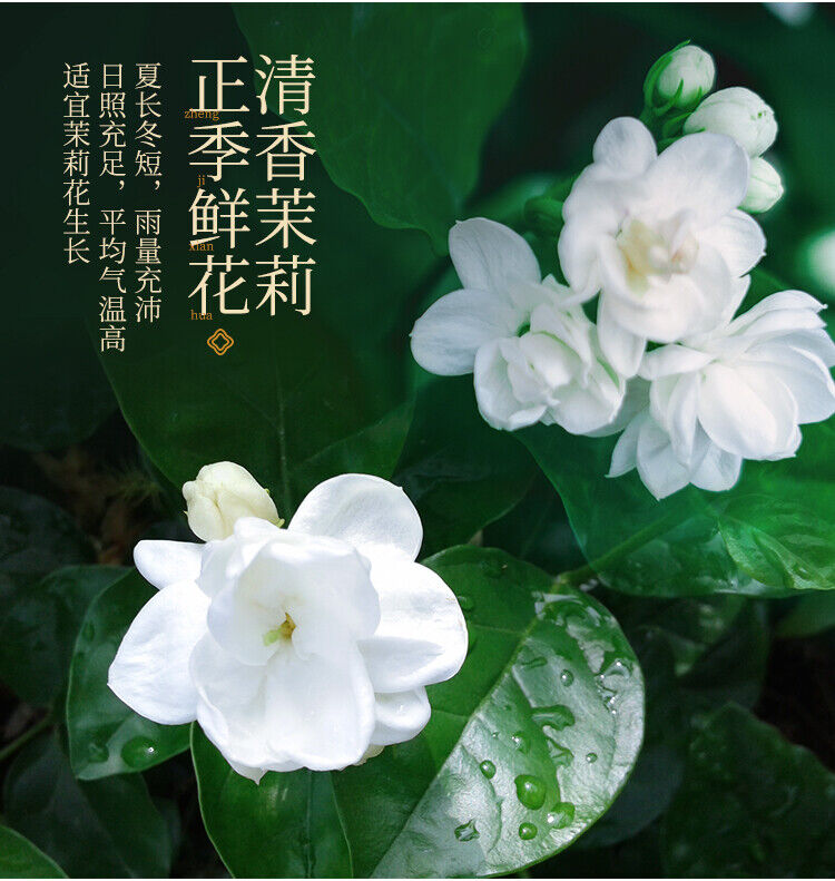 Organic Jasmine Green Tea Strong Aroma Jasmine Tip Bud Tea New Tea 110g
