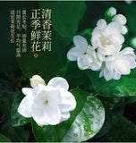 Organic Jasmine Green Tea Strong Aroma Jasmine Tip Bud Tea New Tea 110g