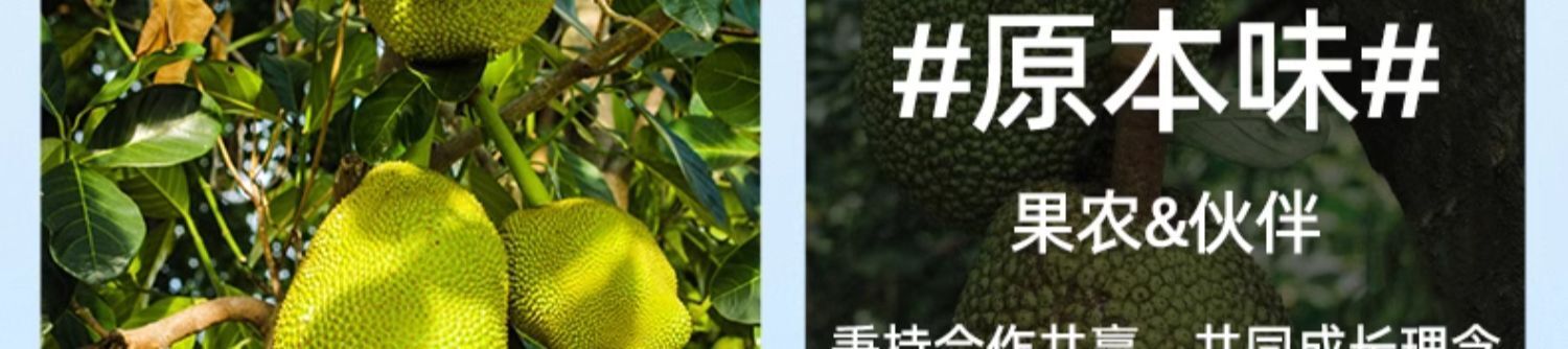 Gefriergetrocknete Jackfrucht-Snacks 20g/Beutel - Natürlich süß & knusprig