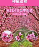Mountain Peach Blossom Large Peach Blossom Dried Peach Blossom Herbal Tea 500g