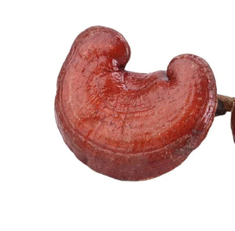 Reishi Mushroom Tea Benefits in Good Price Reishi Sale Online 500g Bulk Supply Secondary image