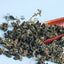 China herb Tonifying qi and strengthening spleen herbal tea Gynostemma tea