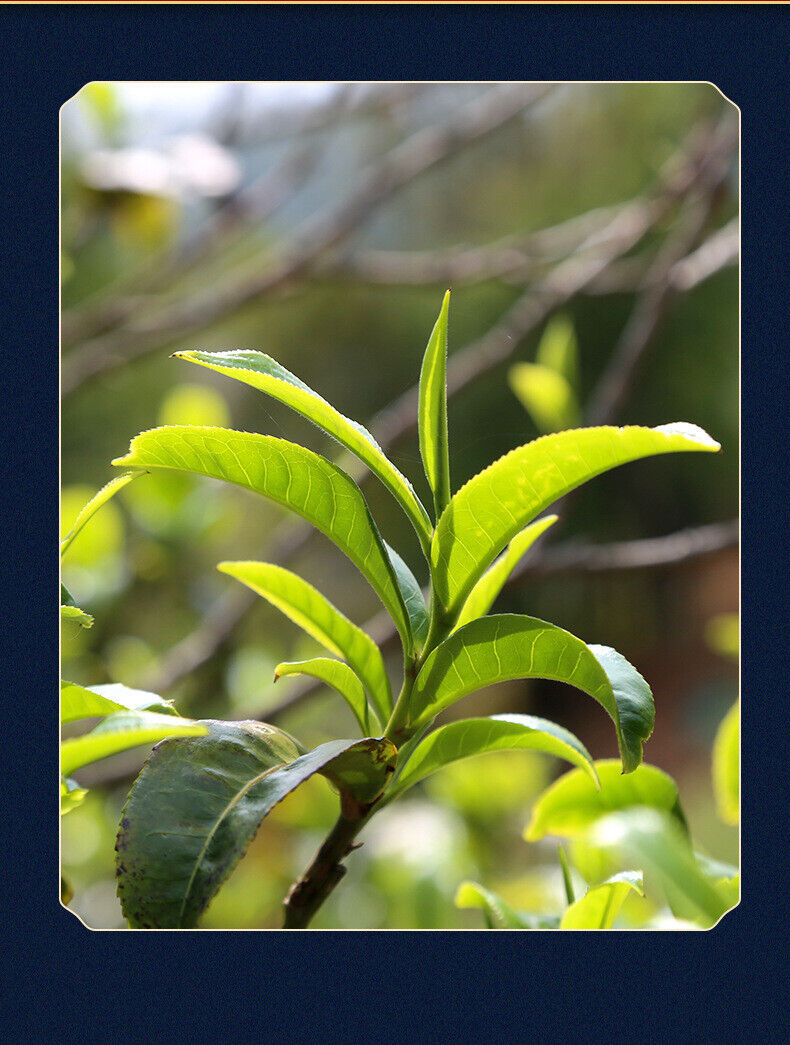 Pu'er Raw Tea Snow Mountain Tea Spring Tea Tea Cake Large Leaf Tea Raw Tea