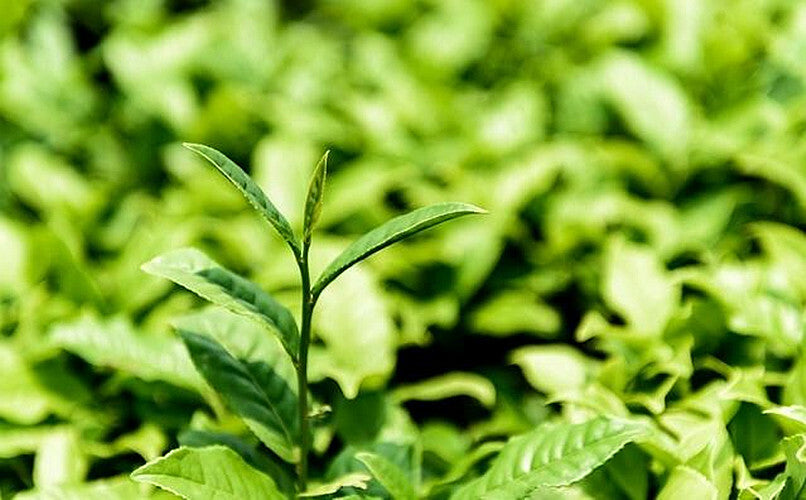 Top Chinese Famous Tea 500g Herbal Tea Ginkgo Biloba Leaf Loose Leaf Green Tea