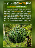 Yunnan Parana Pine Nuts – Hand-Picked Jumbo Shelled