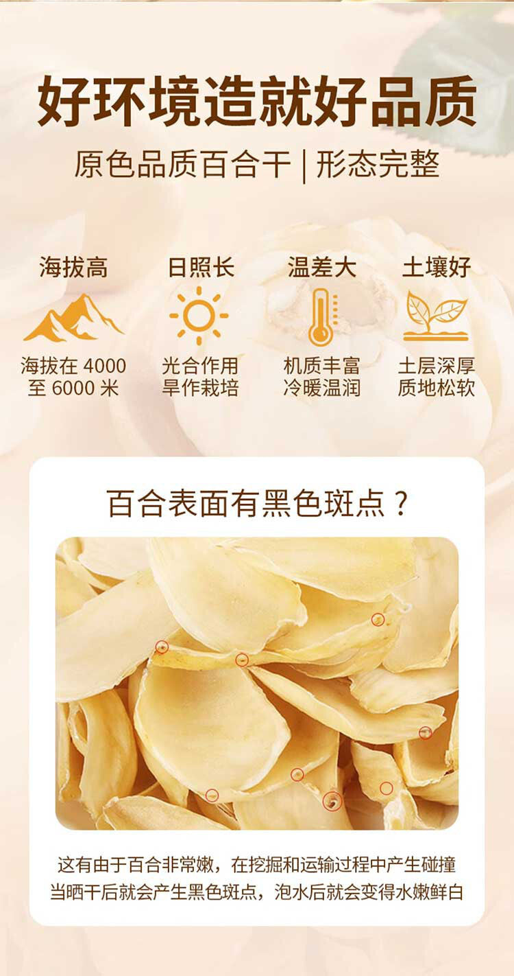 Dried Lily Bulbs 120g Premium Quality Fresh New Harvest in Jar Packaging
