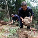 500g Genuine Poria Cocos Organic Herbbal Tea Used for Soup Porridge Health Care