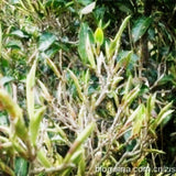 5Pcs Yunnan Shu Puer Tea 500g Top Grade Original Ripe Black Premium Cake