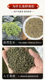 Wu Zhu Yu Powder Fresh Evodia Powder Chinese Herbs Tetradium Ruticarpum 200g