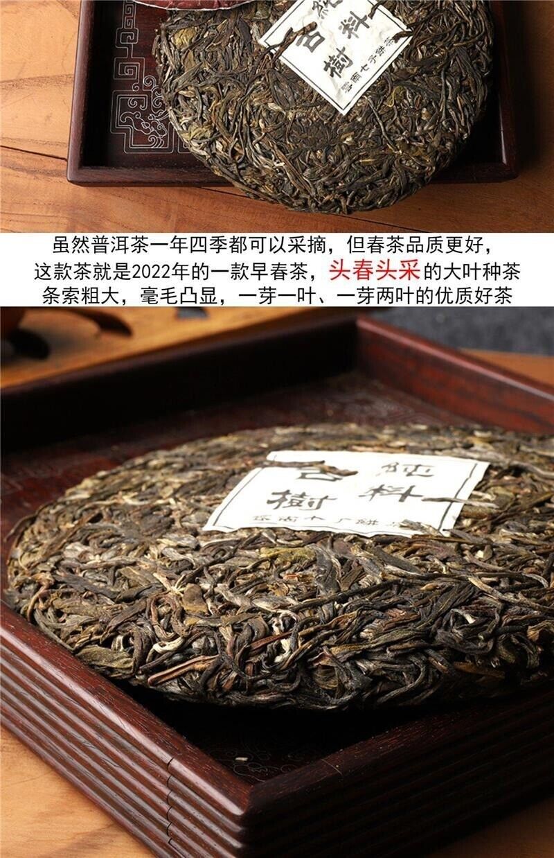 Yunnan Puerh Tea Raw Tea Lincang Iceland Early Spring Sweet Orchid Fragrance Tea