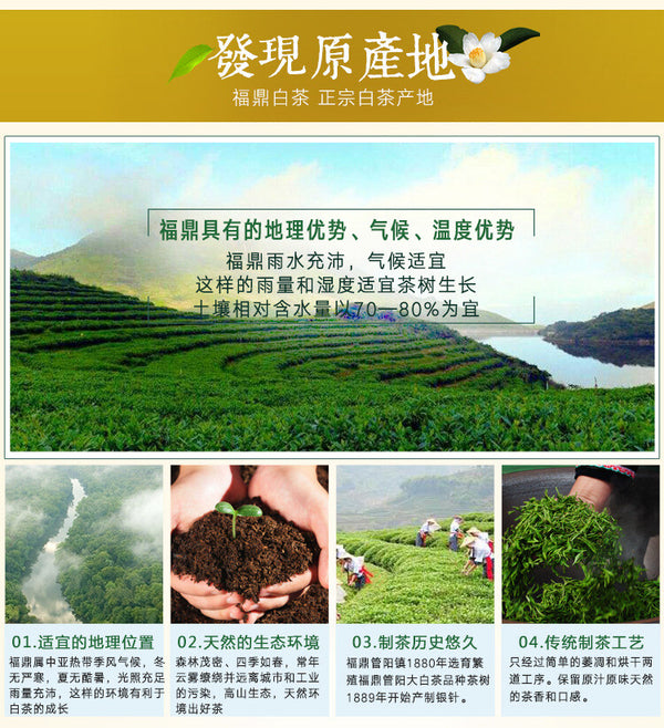 White Tea Silver Needle Bai Hao Yin Zhen Tea Fuding Fujian Organic Delicious Tea