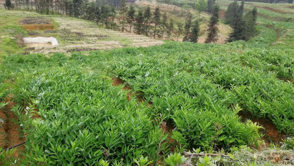Organic Quality Bamboo Leaf Tea Lophatherum Gracile Tea Herbal Tea