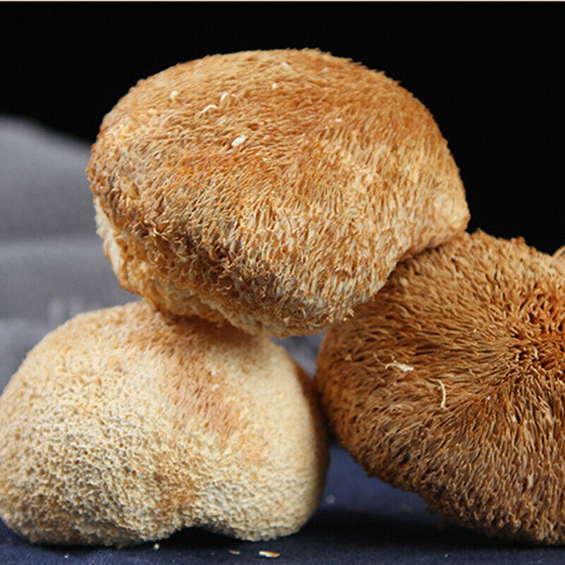 Fresh Dried Hericium Mushroom Sulfur-Free Loose Bulk Edible Fungi