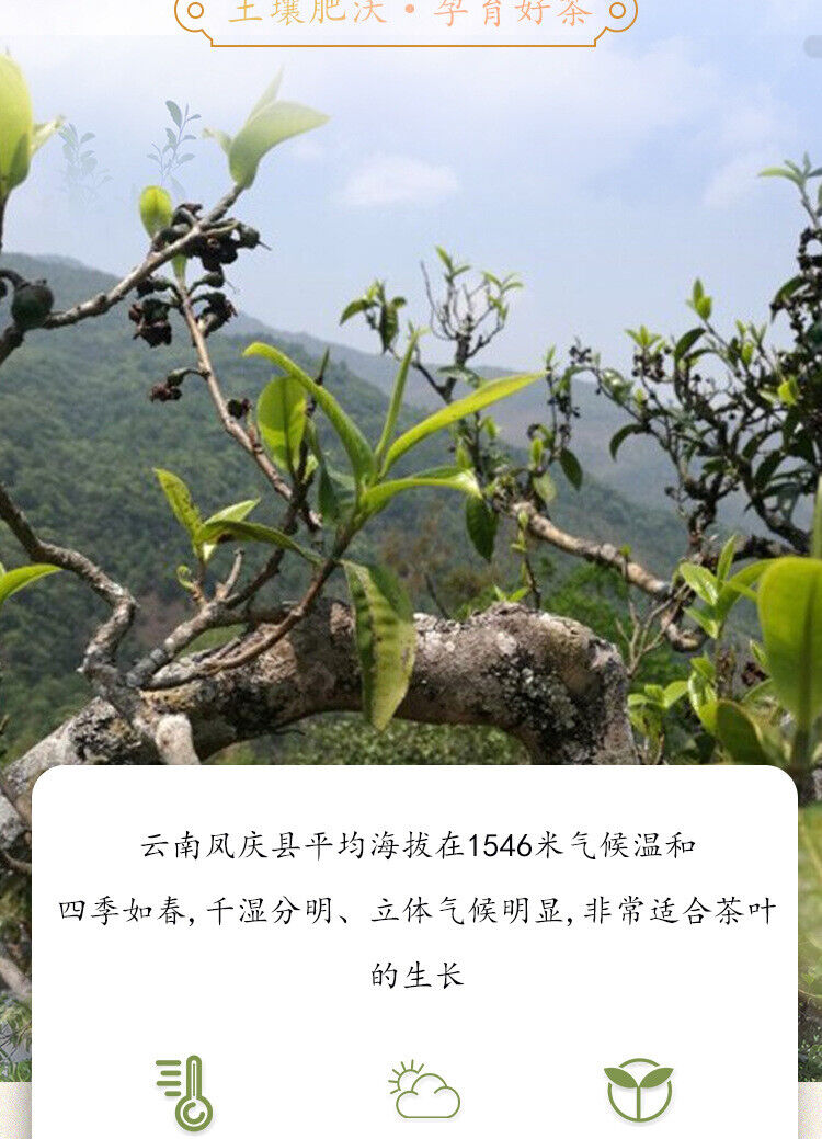 Yunnan Black Tea KungFu Black Tea Fengqing Lijie Gold Needle Honey Gold Bud8.8oz