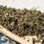 High Mountain Tea Tree White Tea 500g Top Quality Fuding White Tea Tea Seed Bulk