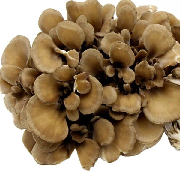 500g Getrockneter Maitake Pilz – Natürlicher Lebensmittel Pilz für Kochzwecke