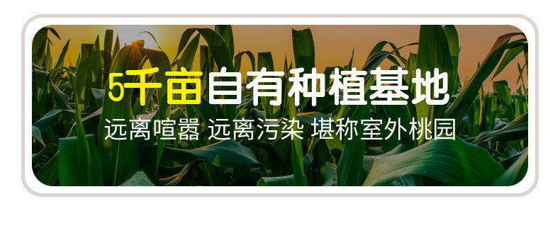 Yunnan Thumb Corn Gift Box – Sweet & Glutinous Treats for Gifting