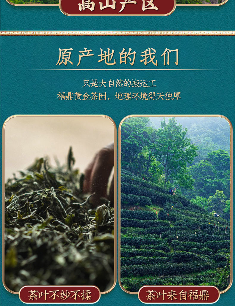 White Hairs Silver Needle Fuding White Tea Spring Tea Ming Qian First Pick 50g