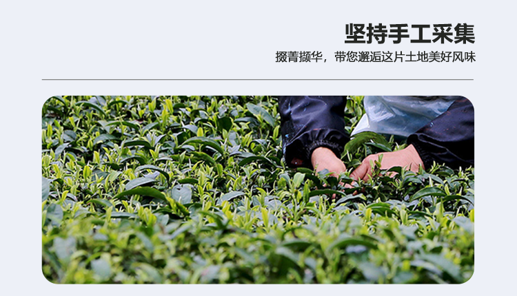 High Mountain Longfengxia Cold Tea Premium Shanlinxi Oolong Tea Taiwan