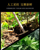 Ginseng Pulver Jilin Changbai Mountain Ginseng Pulver Weiß Ginseng Pulver