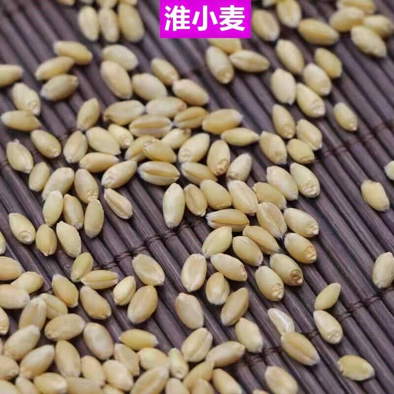 Floating WheatWhite Products Agricultural ProductsChinese Medicinal Herbs 500g