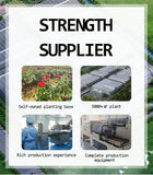 Chinese Chrysanthemum Herbal Tea Natural Liver Detox