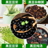 Green Heart Black Beans – Non-GMO Soybeans for Soy Milk & Bean Sprouts