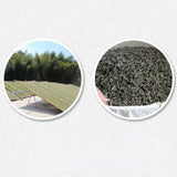 500g Weißer Tee Jujube Aroma Tee Natürlicher Weißer Tee Bulk Gaoshan Pfingstrose