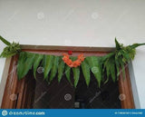 Mango Leaf Tea Dried Organic 50g Premium Natural Fresh Herbal Loose Leaf