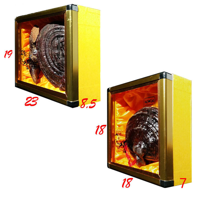 Black and Purple Reishi Mushroom Gift Box Whole Stem Ginseng Secondary image