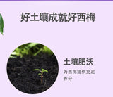 Prebiotic Prune Drink Dietary Fiber Fruit and Vegetable Juice Summer Organic