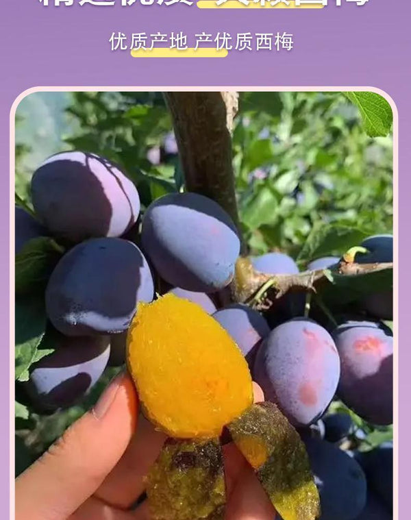 Prune Soso Jelly Prune Soso Jelly Prune Soso Jelly Hi Eating Soso Jelly 75g