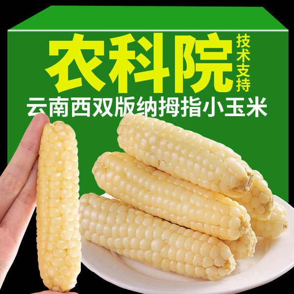Yunnan Xishuangbanna Thumb Corn – Grade A Sticky Dai Specialty (500g)