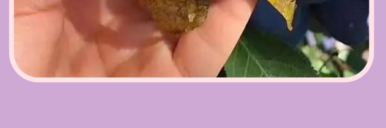 Prune Soso Jelly Prune Soso Jelly Prune Soso Jelly Hi Eating Soso Jelly 75g