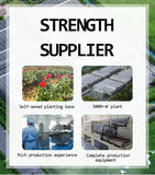 Goddess Beauty Drink Summer Fruity Sweet Tea Mulberry Rose Hibiscus Tea