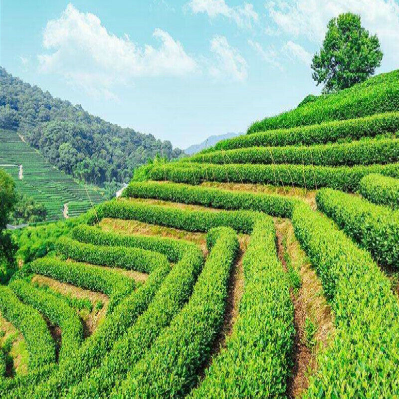 Healthy Drink Premium Big Leaf Pu'er Green Tea 357g Yunnan Spring Pu-Erh Tea