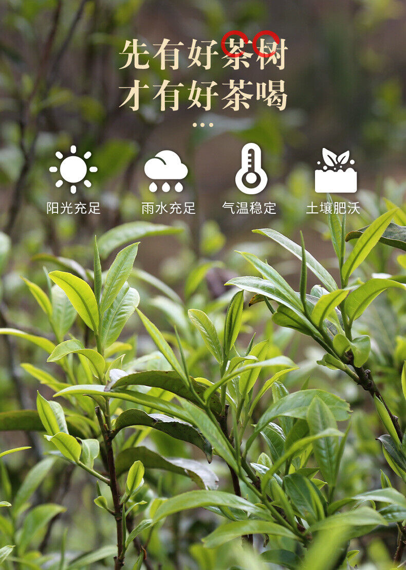30g Small Can of Crushed Silver Tea Fossilized Ripe Pu-erh Tea Ripe Tea 糯米香特级茶叶